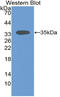 Sirtuin 2 antibody, LS-C314510, Lifespan Biosciences, Western Blot image 