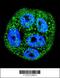 Mucin 20, Cell Surface Associated antibody, 63-223, ProSci, Immunofluorescence image 