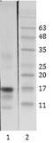 Lysine Acetyltransferase 5 antibody, MA1-71513, Invitrogen Antibodies, Western Blot image 