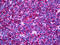 Ubiquitin Specific Peptidase 33 antibody, 51-745, ProSci, Immunohistochemistry frozen image 