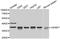 Insulin Like Growth Factor Binding Protein 7 antibody, MBS126676, MyBioSource, Western Blot image 