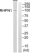 Rhophilin-1 antibody, abx014829, Abbexa, Western Blot image 