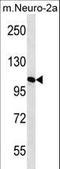 Mannosidase Alpha Class 2A Member 2 antibody, LS-B9328, Lifespan Biosciences, Western Blot image 