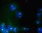 Nucleolin antibody, 39-6400, Invitrogen Antibodies, Immunofluorescence image 