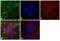 Peroxiredoxin 1 antibody, PA3-750, Invitrogen Antibodies, Immunofluorescence image 