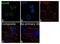DnaJ Heat Shock Protein Family (Hsp40) Member C13 antibody, 702773, Invitrogen Antibodies, Immunocytochemistry image 