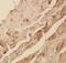 Actin Alpha Cardiac Muscle 1 antibody, FNab00326, FineTest, Immunohistochemistry frozen image 