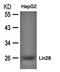 Lin-28 Homolog A antibody, orb43388, Biorbyt, Western Blot image 