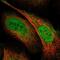 Scavenger Receptor Class F Member 2 antibody, NBP1-83140, Novus Biologicals, Immunofluorescence image 