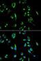 Apolipoprotein B MRNA Editing Enzyme Catalytic Subunit 3G antibody, LS-C748643, Lifespan Biosciences, Immunofluorescence image 