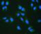 Ribosome Binding Protein 1 antibody, A07074-1, Boster Biological Technology, Immunofluorescence image 