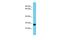 Family With Sequence Similarity 204 Member A antibody, PA5-46216, Invitrogen Antibodies, Western Blot image 