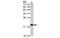 H3 Histone Family Member 3B antibody, MBS835464, MyBioSource, Western Blot image 