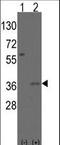 Msh Homeobox 2 antibody, LS-B9066, Lifespan Biosciences, Western Blot image 