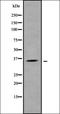 Secreted Frizzled Related Protein 1 antibody, orb336357, Biorbyt, Western Blot image 