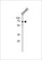 Tripartite Motif Containing 29 antibody, LS-C157271, Lifespan Biosciences, Western Blot image 