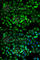 TPS1 antibody, A2022, ABclonal Technology, Immunofluorescence image 