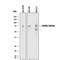 Immunoglobulin Superfamily Member 8 antibody, AF3117, R&D Systems, Western Blot image 