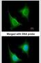 TGF-Beta Activated Kinase 1 (MAP3K7) Binding Protein 1 antibody, PA5-28683, Invitrogen Antibodies, Immunofluorescence image 