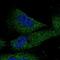 HECT And RLD Domain Containing E3 Ubiquitin Protein Ligase 3 antibody, NBP1-81553, Novus Biologicals, Immunofluorescence image 