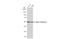 Tubulin Alpha 4a antibody, GTX112653, GeneTex, Western Blot image 