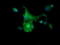 Mitogen-Activated Protein Kinase Kinase 1 antibody, LS-C174644, Lifespan Biosciences, Immunofluorescence image 