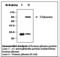 Alpha-1-Microglobulin/Bikunin Precursor antibody, LS-C62079, Lifespan Biosciences, Western Blot image 