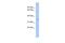 C-Type Lectin Domain Family 4 Member G antibody, PA5-70163, Invitrogen Antibodies, Western Blot image 