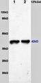 Actin Alpha 1, Skeletal Muscle antibody, orb389299, Biorbyt, Western Blot image 