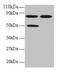 C-C motif chemokine 22 antibody, LS-C210909, Lifespan Biosciences, Western Blot image 