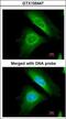 Optineurin antibody, GTX105447, GeneTex, Immunofluorescence image 