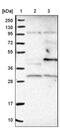 Mitochondrial Ribosomal Protein S22 antibody, PA5-52471, Invitrogen Antibodies, Western Blot image 