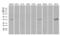 Neuronal Differentiation 4 antibody, MA5-27340, Invitrogen Antibodies, Western Blot image 