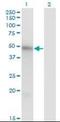 MAP kinase-interacting serine/threonine-protein kinase 1 antibody, orb94674, Biorbyt, Western Blot image 