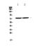 Early Growth Response 1 antibody, PA5-79190, Invitrogen Antibodies, Western Blot image 