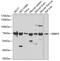 RB Binding Protein 5, Histone Lysine Methyltransferase Complex Subunit antibody, 22-592, ProSci, Western Blot image 