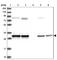 CWC15 Spliceosome Associated Protein Homolog antibody, HPA039878, Atlas Antibodies, Western Blot image 