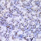 Casein Kinase 1 Epsilon antibody, LS-C331694, Lifespan Biosciences, Immunohistochemistry frozen image 