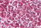 Parkinsonism Associated Deglycase antibody, MBS241363, MyBioSource, Immunohistochemistry paraffin image 