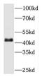 MAP3K12 Binding Inhibitory Protein 1 antibody, FNab05038, FineTest, Western Blot image 