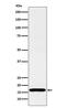 Cytochrome C Oxidase Subunit 4I1 antibody, M05442-3, Boster Biological Technology, Western Blot image 