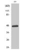 Jun Proto-Oncogene, AP-1 Transcription Factor Subunit antibody, STJ90177, St John