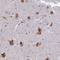 Elongation Factor 1 Homolog antibody, NBP1-91868, Novus Biologicals, Immunohistochemistry frozen image 