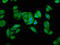 UbiA Prenyltransferase Domain Containing 1 antibody, LS-C673713, Lifespan Biosciences, Immunofluorescence image 