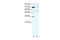 Sirtuin 3 antibody, 27-578, ProSci, Western Blot image 