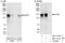 SAFB Like Transcription Modulator antibody, NBP1-47300, Novus Biologicals, Western Blot image 