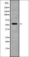 Potassium Voltage-Gated Channel Modifier Subfamily S Member 3 antibody, orb338565, Biorbyt, Western Blot image 