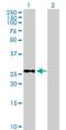 Methyltransferase Like 6 antibody, H00131965-B01P, Novus Biologicals, Western Blot image 