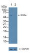 RAR Related Orphan Receptor A antibody, LS-C296183, Lifespan Biosciences, Western Blot image 