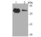 NADH:Ubiquinone Oxidoreductase Core Subunit S3 antibody, NBP2-76953, Novus Biologicals, Western Blot image 